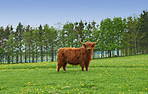 Shaggy yak in a spring meadow