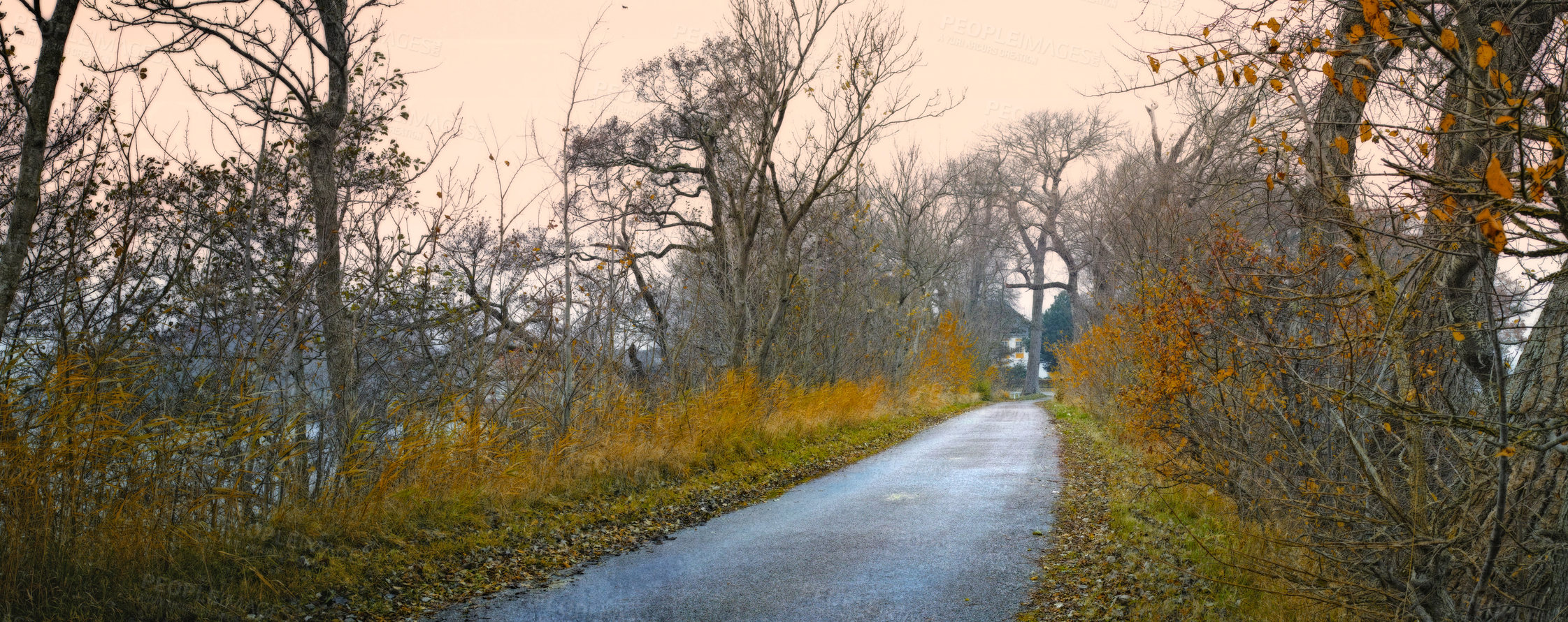 Buy stock photo Road, landscape and forest with trees in countryside for travel, adventure and roadtrip with autumn in nature. Street, pathway or location in Denmark with tarmac, roadway or environment for direction