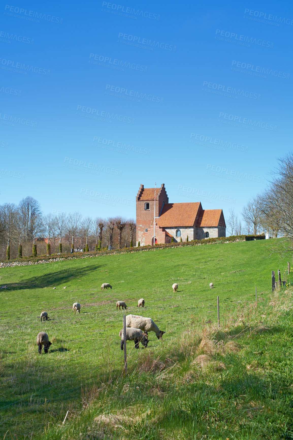 Buy stock photo A very old Danish Church with sheep grazing in the meadow next to it