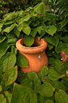 Terracotta pot amongst the leaves