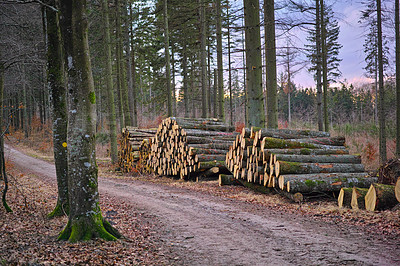 Buy stock photo Environment, wood and deforestation with log pile on ground outdoor for industry, manufacturing or production. Nature, trees and path in forest or woods for lumber or logging supply and profession