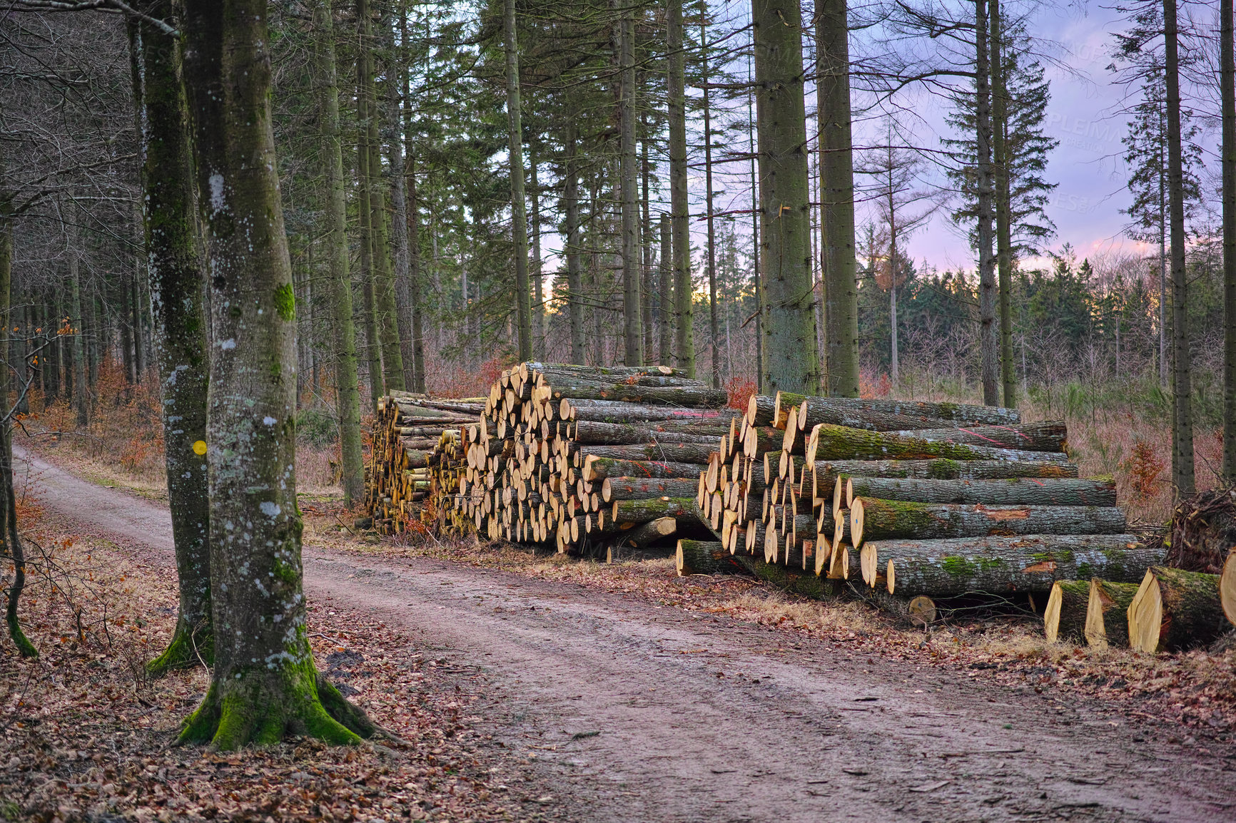 Buy stock photo Environment, wood and deforestation with log pile on ground outdoor for industry, manufacturing or production. Nature, trees and path in forest or woods for lumber or logging supply and profession