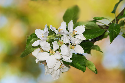 Buy stock photo White flowers, plant and growth in nature for farming, agriculture and zoom of petals in a garden or park. Apple tree for development, fruits and food production with start or beginning of spring