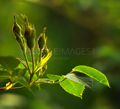 Buy stock photo Rose buds on a vine about to open, closeup of rose shoot growing from a wild rose bush in a garden. Seasonal flowers symbolising romance, love, beauty and courage, will later be used for fragrance