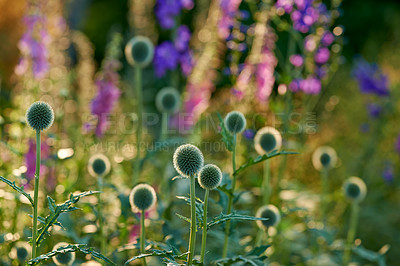 Buy stock photo Bokeh, flowers and echinops in meadow at countryside, environment and landscape in rural Japan. Botanical garden, pasture and grassland with plants in bloom in backyard, bush or nature in summer