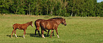 Family of horses