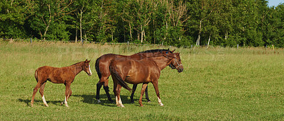 Buy stock photo Two horses and a foal grazing in a meadow