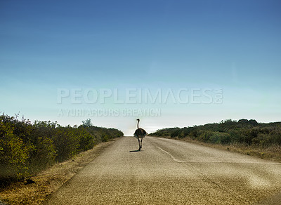 Buy stock photo Mockup space, sky and ostrich on road walking alone in summer with nature or background. Bird, animal or landscape of habitat, conservation and sustainability and rural wildlife and plants or bush