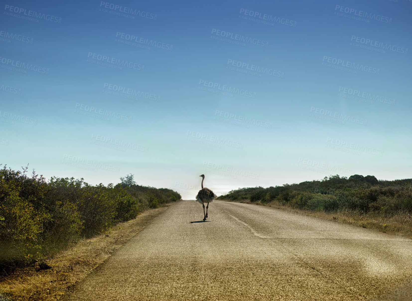 Buy stock photo Mockup space, sky and ostrich on road walking alone in summer with nature or background. Bird, animal or landscape of habitat, conservation and sustainability and rural wildlife and plants or bush