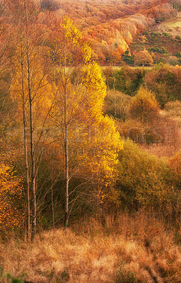 Buy stock photo Autumn foliage in the Ribild national park in Denmark