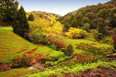 Buy stock photo Outdoors, autumn and trees or field in countryside, ecosystem and calm for holiday or vacation. Peace, sustainable environment and travel to relax in New Zealand, plants and landscape for ecology