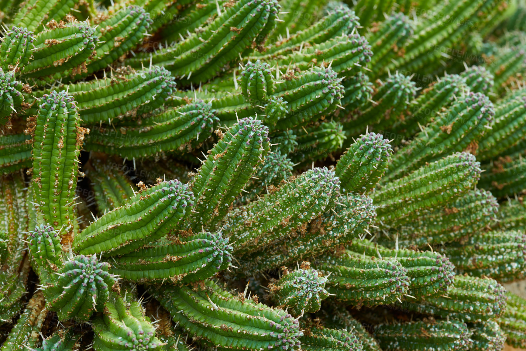 Buy stock photo Cactus, plant and closeup in nature environment in desert location or greenery foliage, adventure or outdoor. Succulent, bush and growth on Texas field or exploring scenery or ecology, garden or park