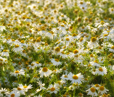 Buy stock photo Daisies, nature and countryside or flower environment in spring or outdoor exploring or garden, sustainable or growth. Field, blue sky and land in England for summer weather or flora, location or sun