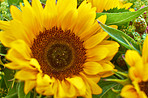 Sunflower saluting the sun