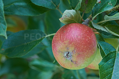 Buy stock photo Nature, agriculture and leaf with apple on tree for sustainability, health and growth. Plants, environment and nutrition with ripe fruit on branch for harvesting, farming and horticulture