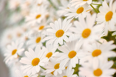 Buy stock photo Flowers, chamomile and field in garden, environment and park in summer. Leaves, daisies and plants at meadow in nature outdoor for growth, ecology and floral bloom in the countryside with closeup