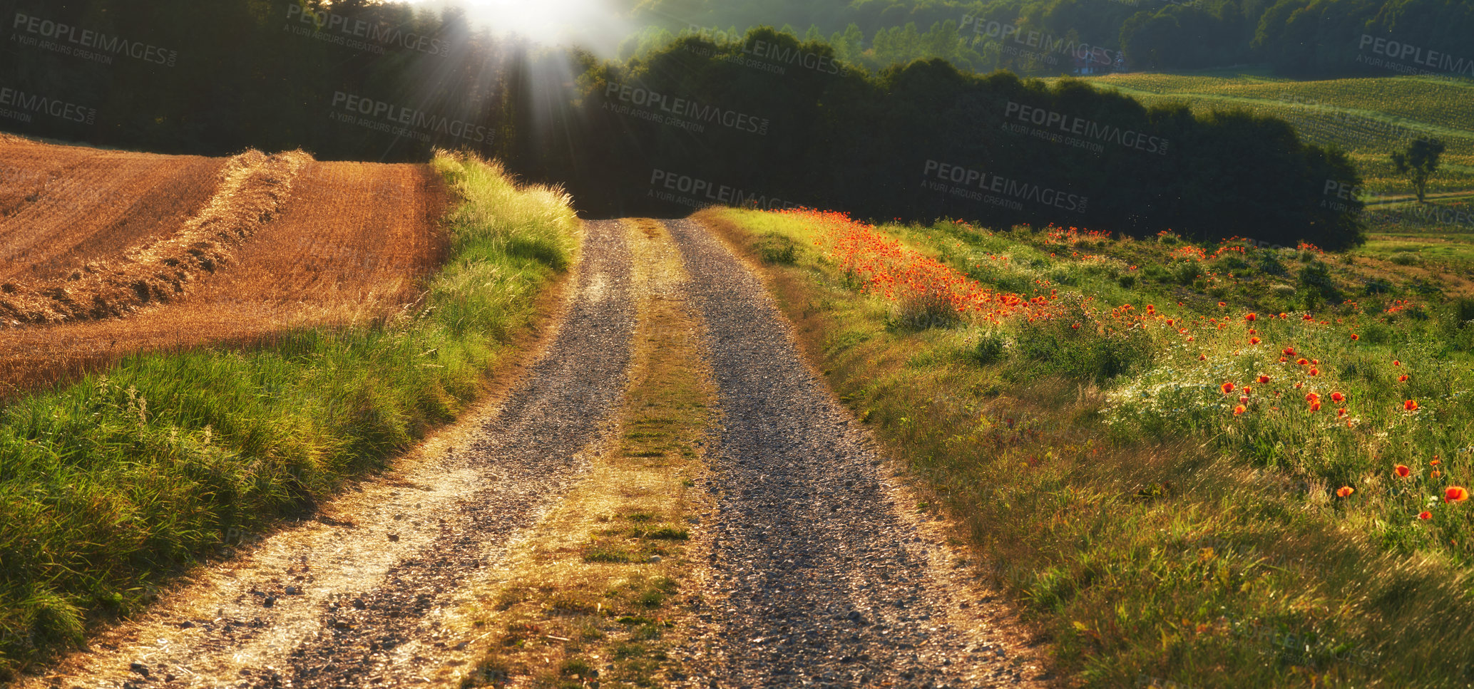 Buy stock photo Path, landscape or field with flowers in countryside for travel, adventure or sunrise with spring in nature. Street, trail and location in Amsterdam with direction, roadway or environment for tourism