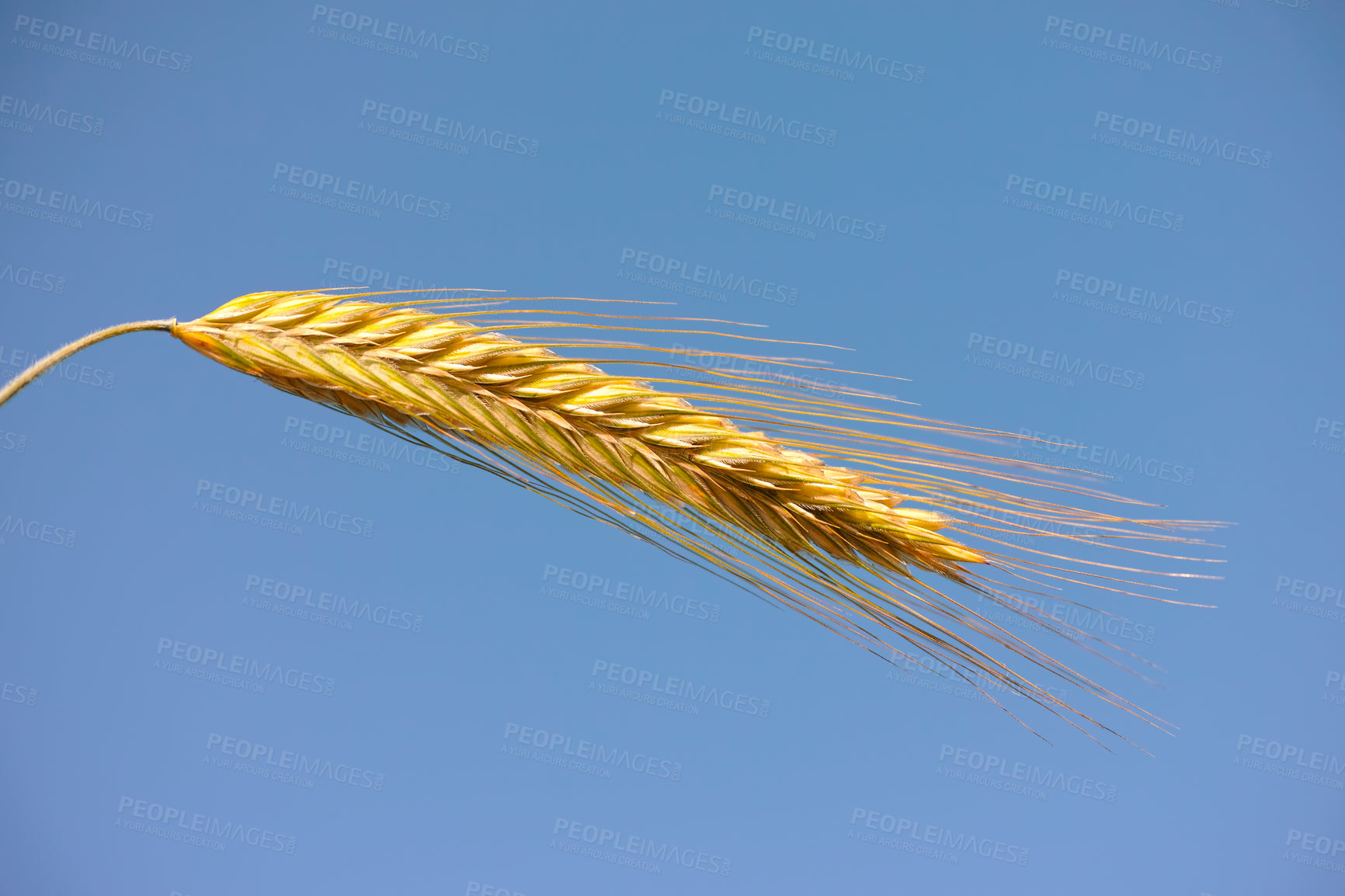 Buy stock photo Closeup of a head of wheat on a blue sky. Farming produce against a clear background. An ear of cultivated organic grain, dried maize or a barley spike. Kernels to be harvested blowing in the wind
