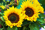 Sunflowers in a beautiful bouquet