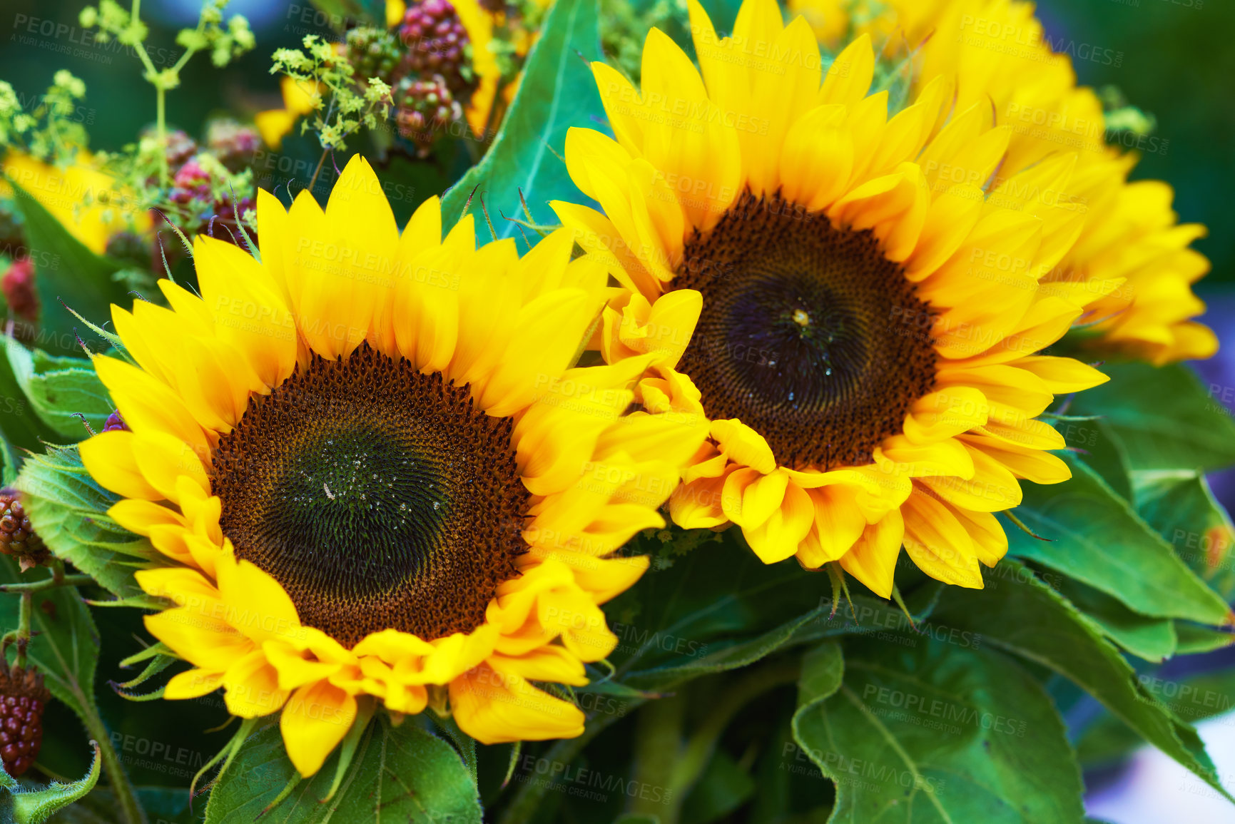 Buy stock photo A closeup of two sunflowers in full bloom. A beautiful bouquet of summer flowers. Details of large yellow flowerhead disks with green leaves blooming in season. Vibrant sun plants growing in a garden