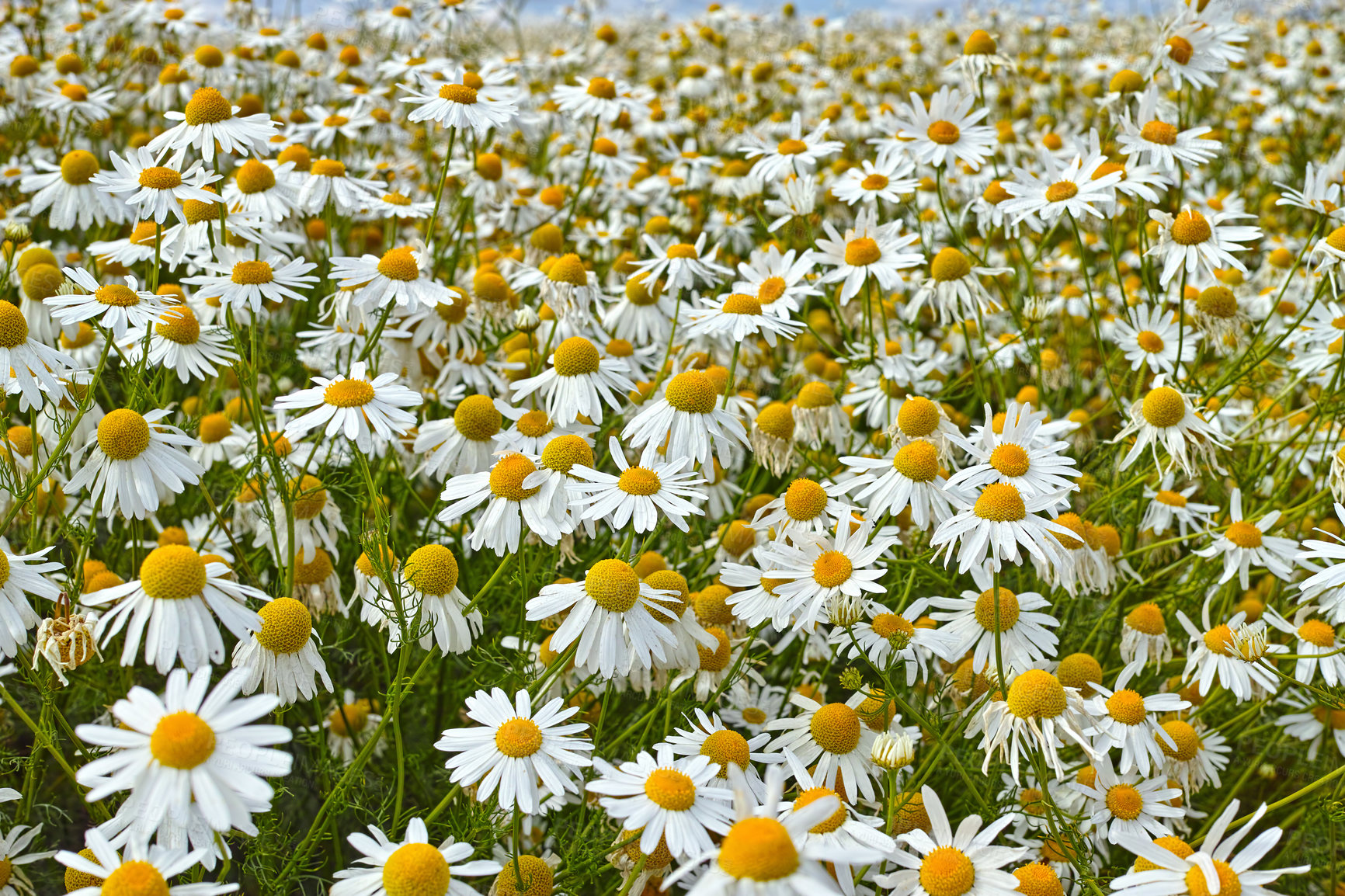 Buy stock photo Daisies, field and countryside or nature environment in spring or outdoor exploring or garden, sustainable or growth. Flowers, leaves and land in England for summer weather or flora, location or sun