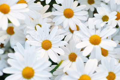 Buy stock photo Flowers, daisies and top view at field in garden in the countryside, environment or park in summer. Leaves, chamomile plant and above at meadow in nature outdoor for growth, ecology or floral closeup