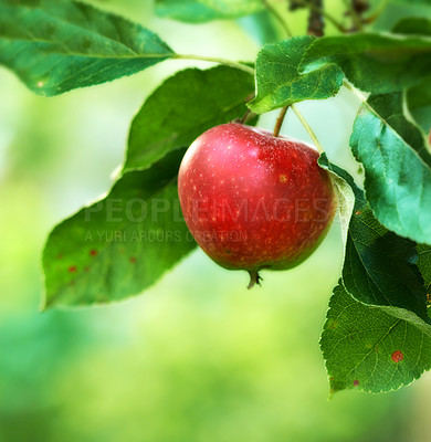 Buy stock photo Red apple, orchard and farm for agriculture, summer season and garden for countryside tree and plant. Fruit, nature and leaf in outdoor, environment and nutrition for healthy diet in organic harvest