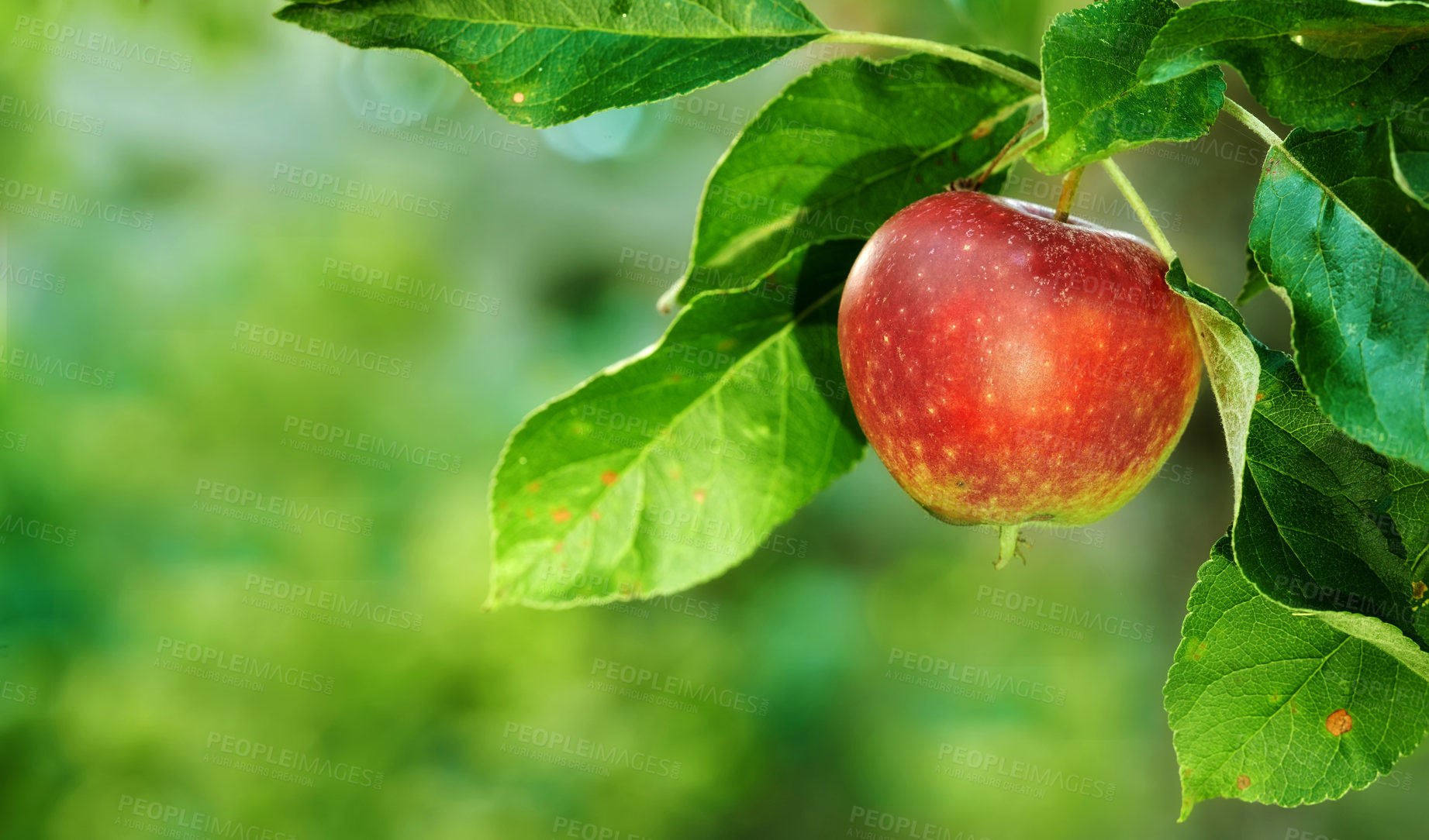 Buy stock photo Ripe red apples on an apple tree in an orchard