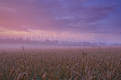 Buy stock photo Cloudy, wheat or field for dramatic dusk scenery in mysterious, meadow and landscape for wallpaper. Colorful, sunset and sky for grain, grassland and harvest in peaceful countryside panorama