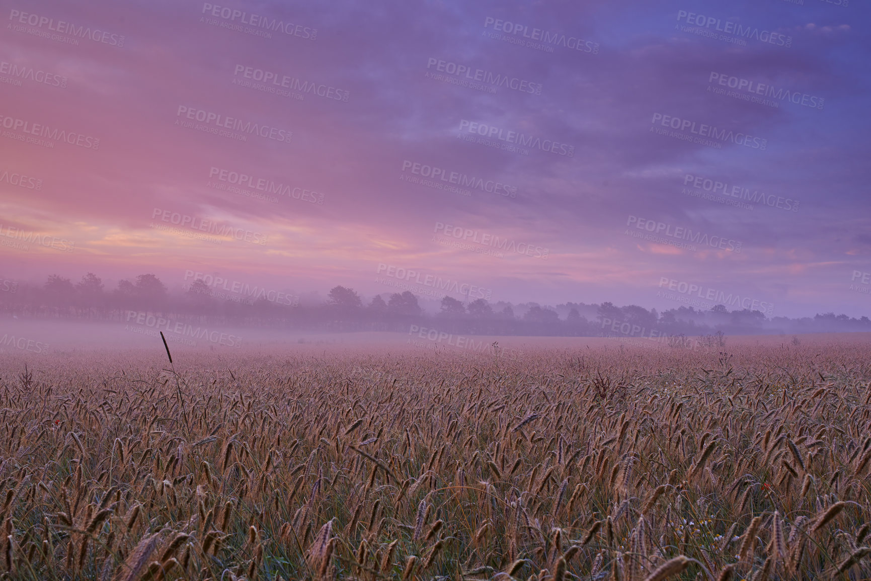 Buy stock photo Cloudy, wheat or field for dramatic dusk scenery in mysterious, meadow and landscape for wallpaper. Colorful, sunset and sky for grain, grassland and harvest in peaceful countryside panorama