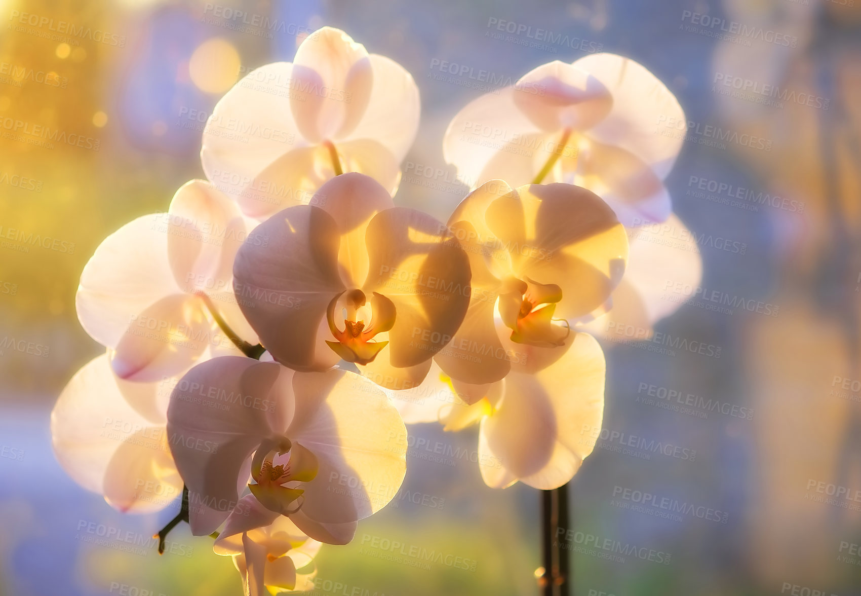 Buy stock photo Closeup of a white orchid  - cropped