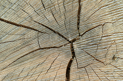 Buy stock photo Closeup of the inside of tree with copyspace. Zoom in on weathered log wooden texture and patterns of a cut surface. Details of a cracked wood stump with rings indicating age and climate conditions