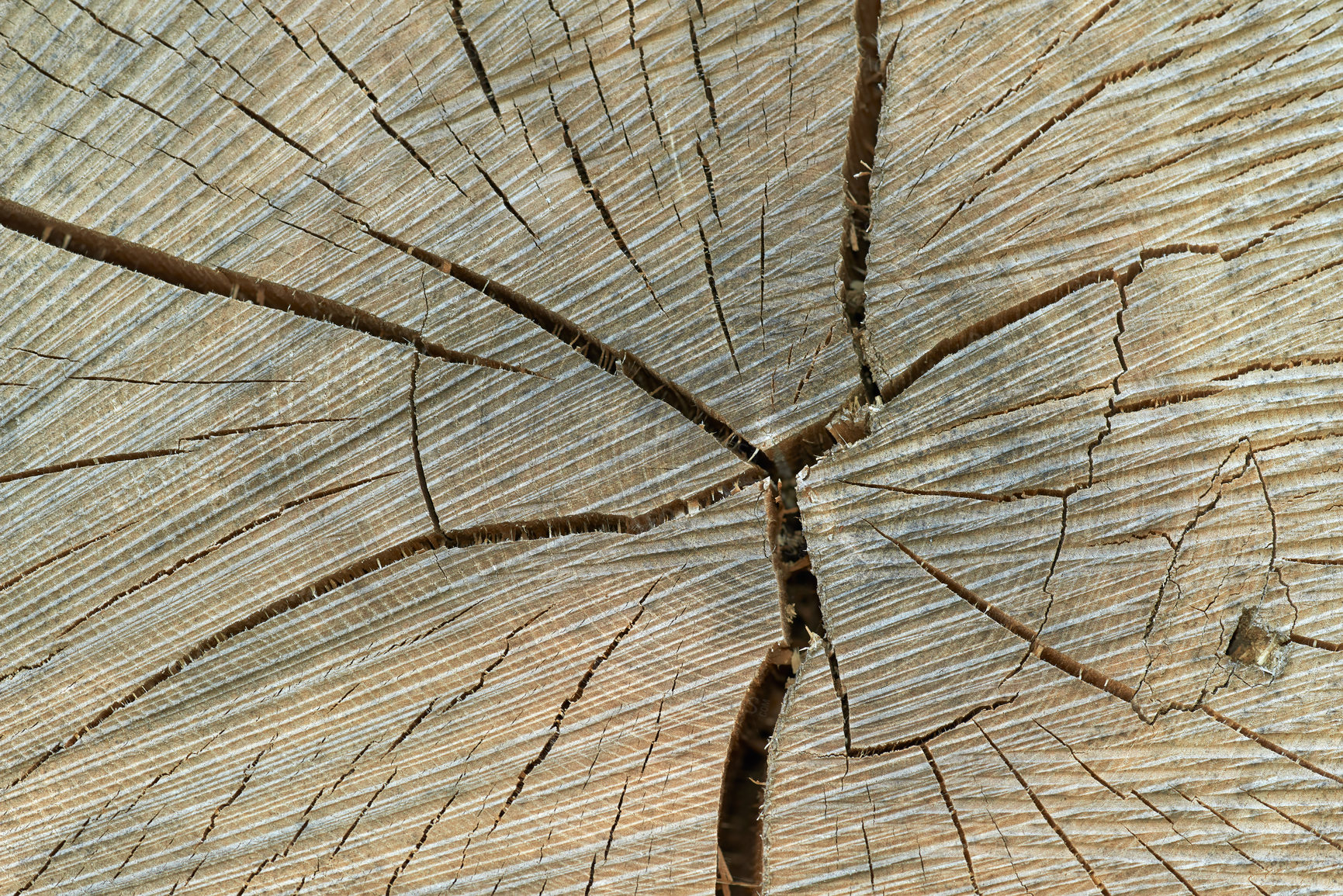 Buy stock photo Closeup of the inside of tree with copyspace. Zoom in on weathered log wooden texture and patterns of a cut surface. Details of a cracked wood stump with rings indicating age and climate conditions