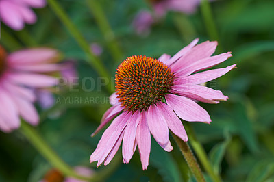 Buy stock photo Closeup, pink coneflowers and plants in nature, environment and blossom in green botanical ecosystem. Background, floral gardening and daisy ecology for natural sustainability in spring field outdoor