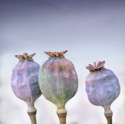 Buy stock photo A cropped view of some flower pods waiting to open