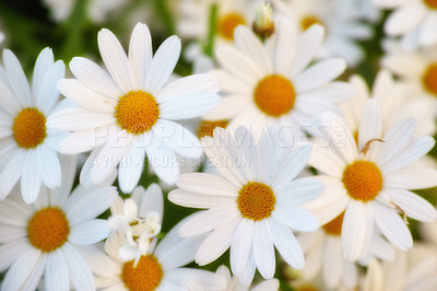 Buy stock photo Flowers, field and daisies in nature, environment and park in summer with closeup. Leaves, chamomile and plants at meadow in garden outdoor for growth, ecology and floral bloom in the countryside