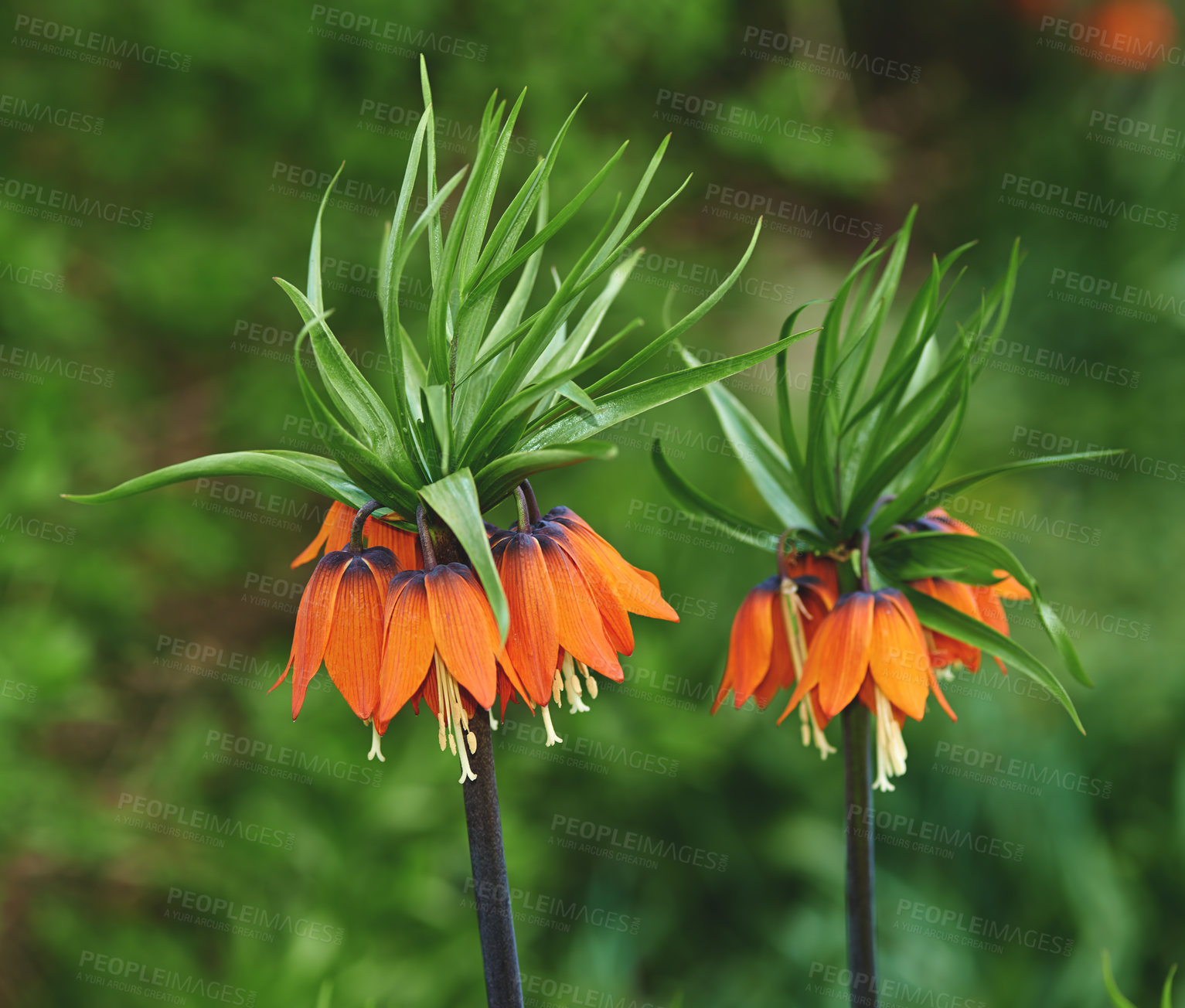 Buy stock photo Flower, lilies and ecology in outdoors for sustainability, horticulture and conservation of meadow. Plants, garden and growth in nature of countryside, ecosystem and botany for environment on travel