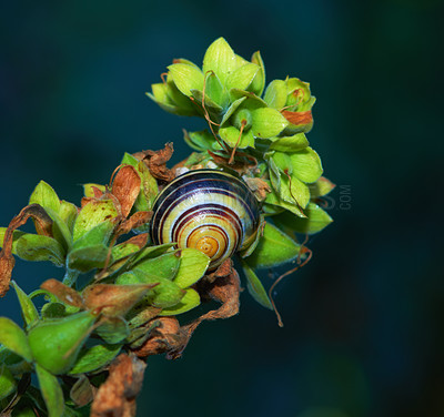 Buy stock photo Snail, shell and plant closeup in nature on leaf stem,  greenery pest for gardens and vegetation. Spring, botany and biodiversity, ecology and environmental mollusk for earth day for eating flora