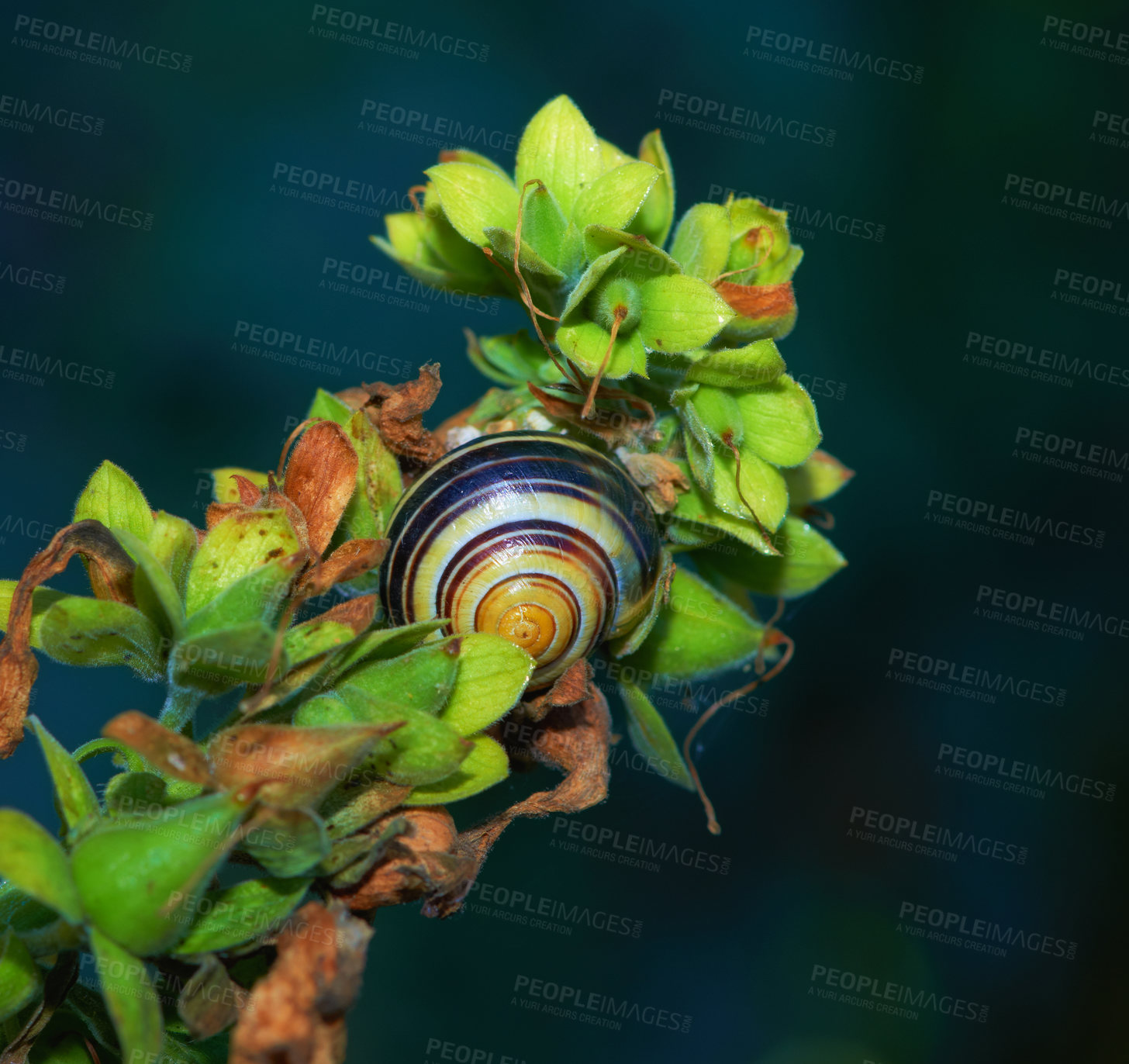 Buy stock photo Snail, shell and plant closeup in nature on leaf stem,  greenery pest for gardens and vegetation. Spring, botany and biodiversity, ecology and environmental mollusk for earth day for eating flora