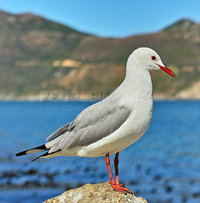 Buy stock photo Seagull, outdoor and ocean environment or mountain wildlife at coastal sea in habitat for relax, calm or sitting. Bird, feathers and outside in South Africa or animal with wings, perched or water