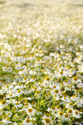 Buy stock photo Daisies, field and countryside or flower foliage in spring or outdoor exploring or garden, sustainable or growth. Environment, blue sky and land in England or summer weather or flora, location or sun