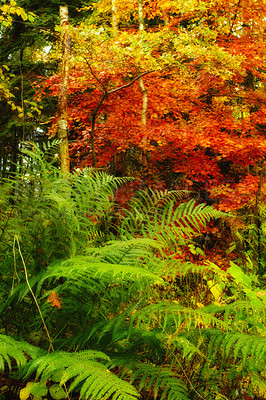 Buy stock photo Nature, forest and seasons with ferns for growth, sustainable environment and tropical rainforest. Colorful, ecosystem and woods for plants, vegetation and autumn leaves in natural landscape.
