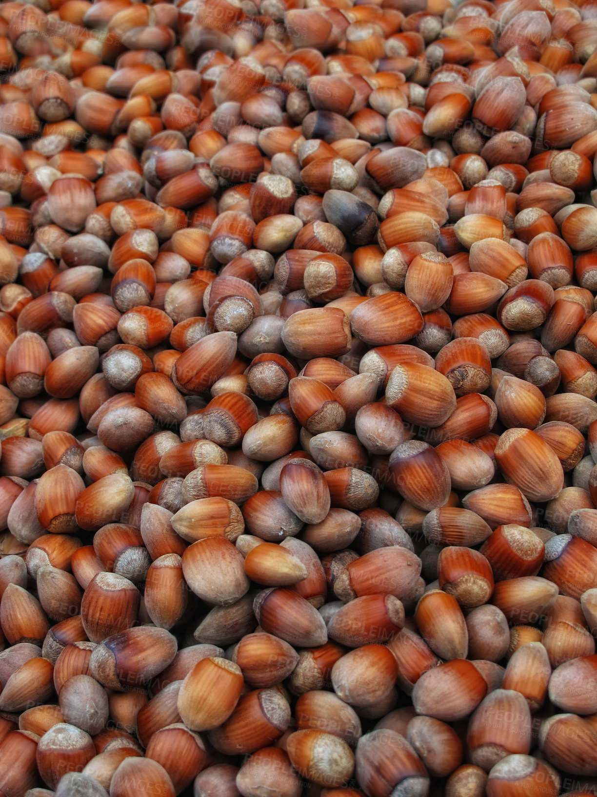 Buy stock photo Closeup of many acorns packed together. Masting taken place from large oak trees. Zoom in on many nuts laid out during mast crop season. Variety of shapes, sized and shades of brown. Nature wallpaper