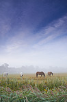 Grazing in the morning mist