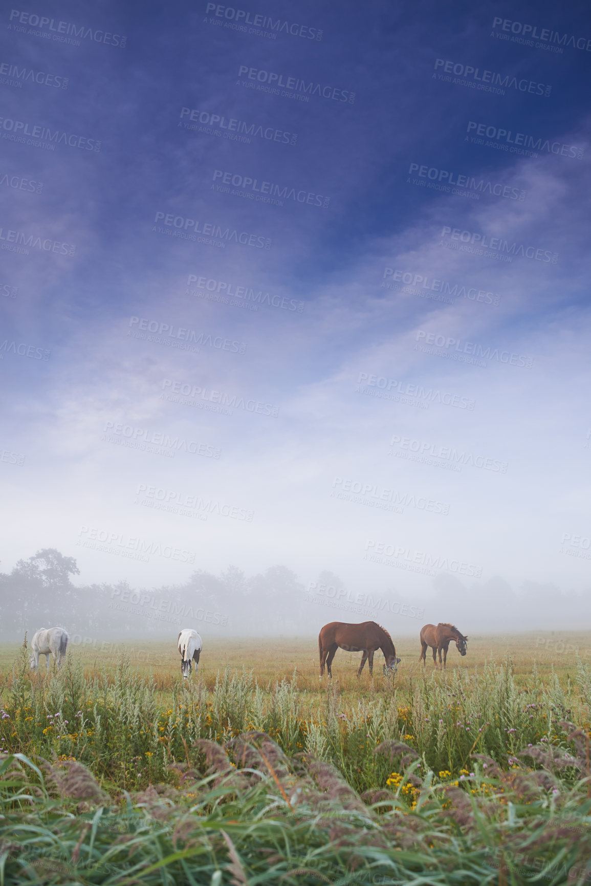 Buy stock photo Horses grazing in a pasture on a misty morning