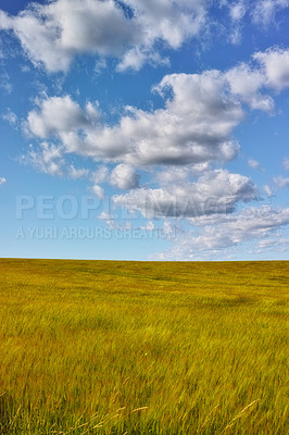 Buy stock photo Crisp white cumulonimbus clouds over a peaceful meadow