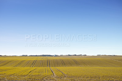 Buy stock photo Landscape, field and grassland for agriculture with sky in nature with horizon, grass and natural environment in Denmark. Land, meadow and farmland for farming, conservation and houses in countryside