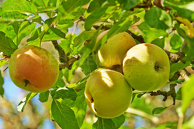 Buy stock photo Apple, tree and growth of fruit with leaves outdoor in farm, garden or orchard in agriculture or nature. Organic, food and farming in summer closeup with sustainability for healthy environment
