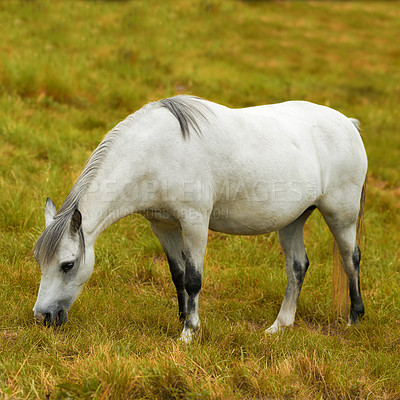Buy stock photo One white horse grazing on a field alone outside. An animal standing on a green farm land or a pasture on a sunny day. Pony eating on a lush spring landscape. A wild foal feeding on rural farmland