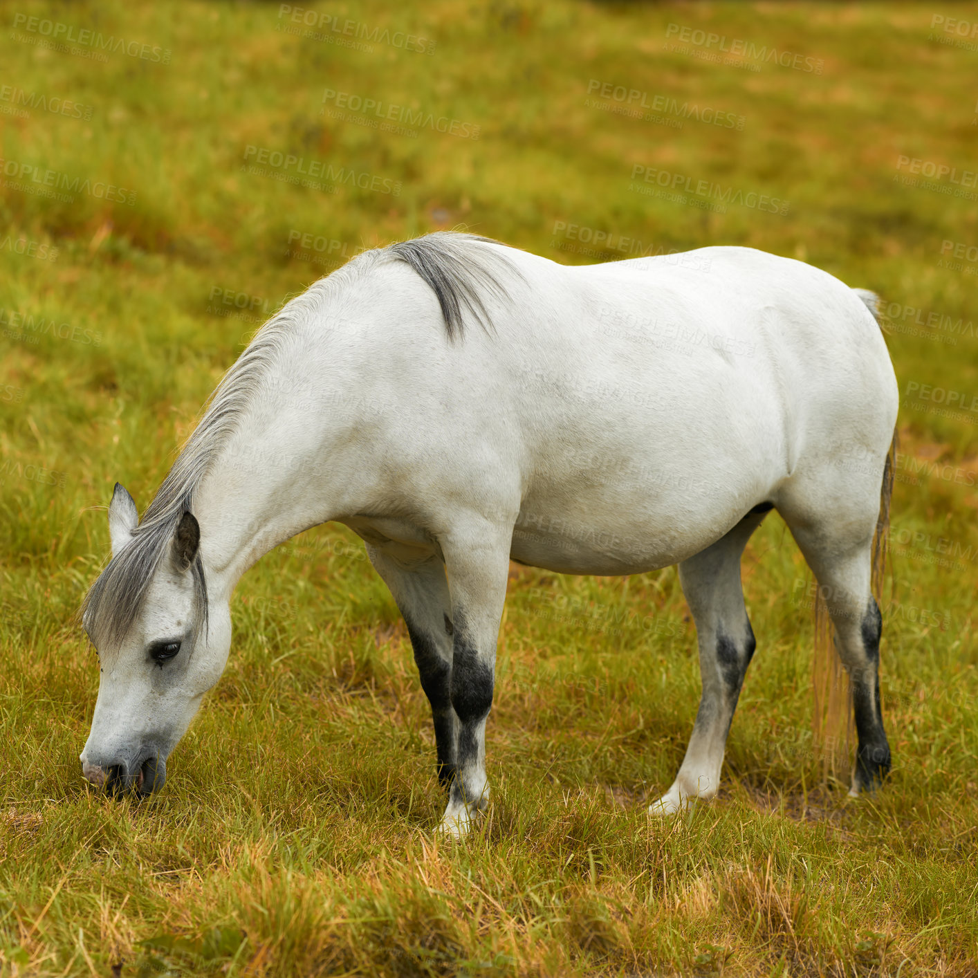 Buy stock photo One white horse grazing on a field alone outside. An animal standing on a green farm land or a pasture on a sunny day. Pony eating on a lush spring landscape. A wild foal feeding on rural farmland